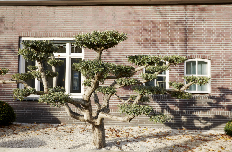 Sculpted Japanese plants and trees pop against the rustic red farmhouse exterior. - Sarah Wijzenbeek