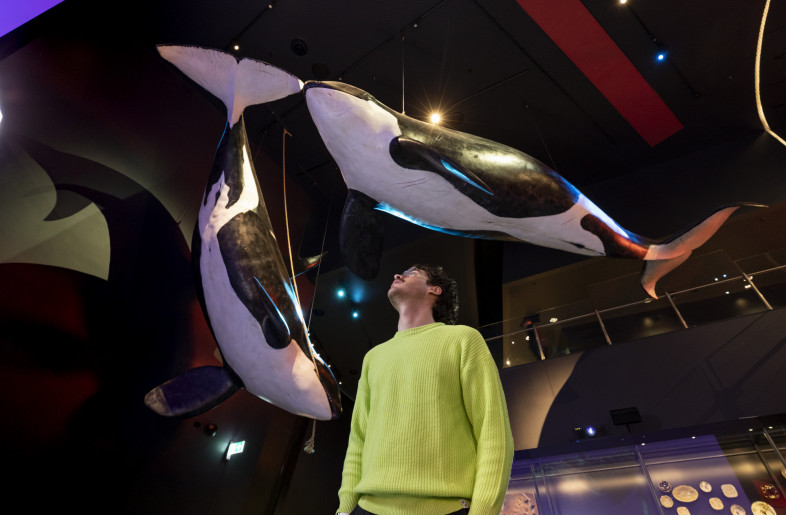 Life-sized orca models suspended from ceiling - National Museum of Australia