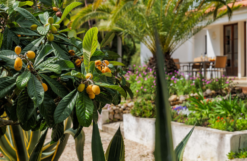 Dining terrace through a Loquat  tree - Kristof Csik