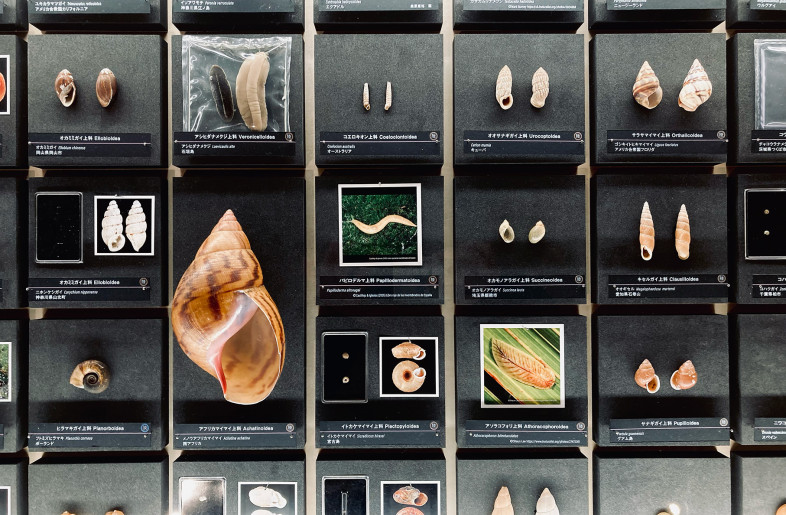 Exhibit detail: The fluid-preserved specimens were transferred from jars to flat packs, allowing a diverse range of shell species to be displayed side by side. - Riho Moroto