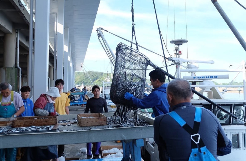Silver-skinned fish like horse mackerel and sardines being landed at the port - Akune city