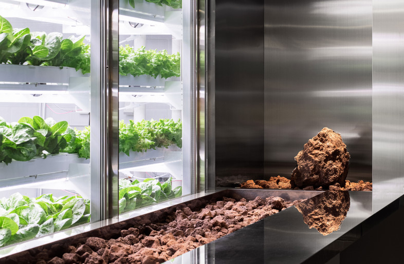 Vegetables in the cultivation room and red stones