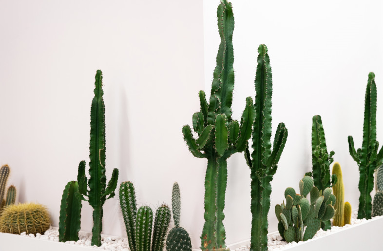 Cactus wall - Johnny Nghiem