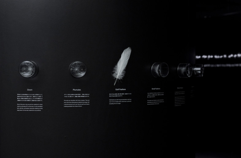 Various information about down materials. About　the difference between other birds' feathers and down materials. - Daisuke Ohki